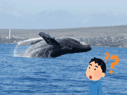 La temporada de avistamiento de ballenas 2024-2025 comenzó el pasado 15 de diciembre. Pixabay