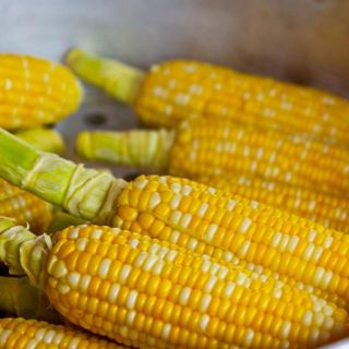 México pierde el panel del T-MEC en disputa contra EU por maíz transgénico