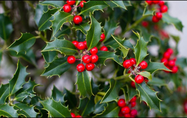 El muérdago es uno de los adornos ancestrales que no pueden faltar en las decoraciones de las casas. ESPECIAL