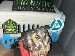 Fue a través de un reporte al 911 que se informó que una familia resguardaba un Búho lastimado. ESPECIAL