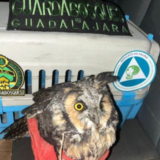 Guardabosques de Guadalajara rescatan un búho