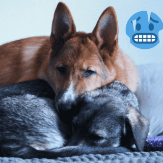 Consejos para proteger a tu mascota del frío