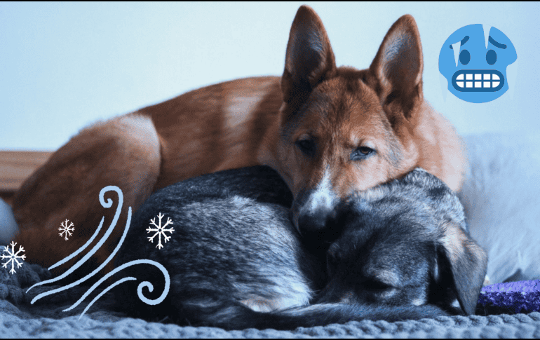 Cada raza, tamaño y edad determina la tolerancia al frío de tu mascota. UNSPLASH / ANOTHERXLIFE