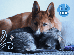 Cada raza, tamaño y edad determina la tolerancia al frío de tu mascota. UNSPLASH / ANOTHERXLIFE