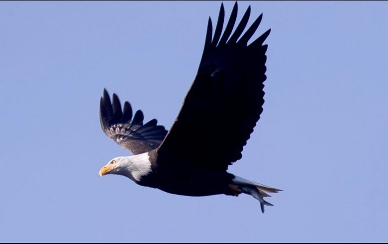 Reconocida por su cabeza blanca y su pico amarillo, el águila calva estuvo a punto de extinguirse a mediados del siglo XX. EFE