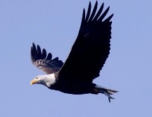 Reconocida por su cabeza blanca y su pico amarillo, el águila calva estuvo a punto de extinguirse a mediados del siglo XX. EFE