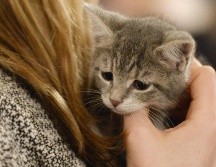 En el estado de Washington se reportó la muerte de veinte felinos por gripe aviar en el mes de diciembre. EFE