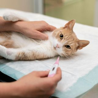 ¿Cómo evitar que tus mascotas contraigan gripe aviar?