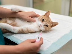 Este virus fue confirmado por primera vez en marzo en el ganado lechero de Estados Unidos. FREEPIK