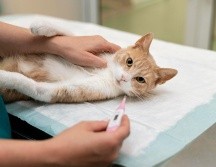 Este virus fue confirmado por primera vez en marzo en el ganado lechero de Estados Unidos. FREEPIK