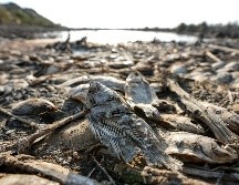 El análisis muestra cómo afectó el clima extremo al planeta a través de distintos tipos de desastres: olas de calor, inundaciones, tormentas, incendios forestales, sequías y olas de frío con la intervención en algunos de los casos del fenómeno de 