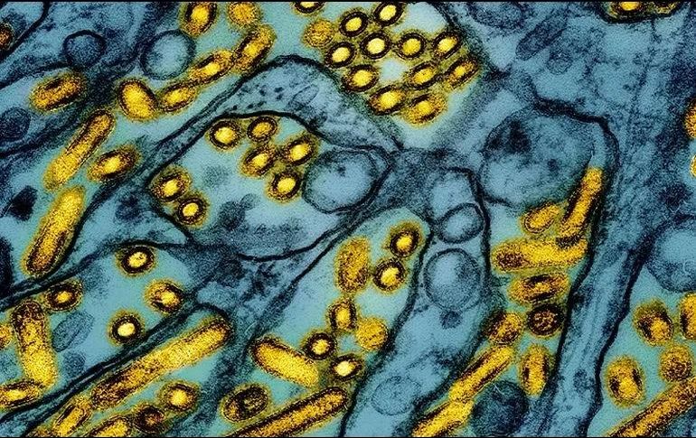 Desde el 1 de agosto y hasta el 22 de diciembre, se habían detectado en Francia 12 focos de la enfermedad en explotaciones de aves. AP/ Archivo