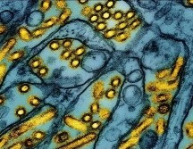Desde el 1 de agosto y hasta el 22 de diciembre, se habían detectado en Francia 12 focos de la enfermedad en explotaciones de aves. AP/ Archivo