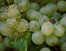 Para muchas personas, comer uvas verdes o rojas en Año Nuevo representa el éxito, felicidad, prosperidad, amor y paz. UNSPLASH / S. SMEEKES