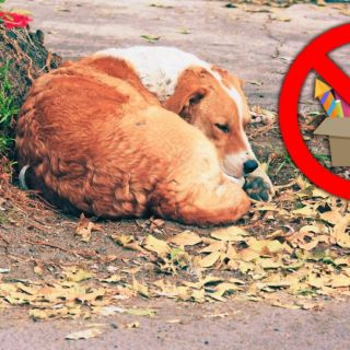 Consejos prácticos para proteger a tu perro de los fuegos artificiales