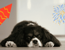 Debido a su alta sensibilidad auditiva, los ruidos fuertes, como los de la pirotecnia que pueden alcanzar hasta 190 decibeles, pueden causarles efectos psicológicos y físicos. UNSPLASH/ P. CAPOBIANCO