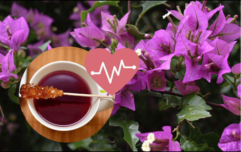 La planta es originaria de Brasil y en la lista de sus beneficios se enumeran sus usos para tratar la tos, el dolor de garganta y el asma. ESPECIAL/Imagen de Hector Zamora en Pixabay/Imagen de congerdesign en Pixabay