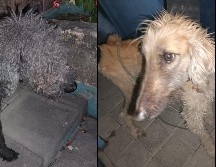 Agentes de seguridad rescataron a dos perros de un domicilio tras una denuncia por crueldad animal. ESPECIAL