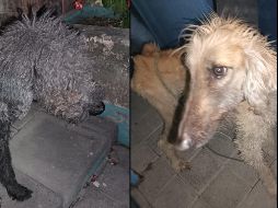 Agentes de seguridad rescataron a dos perros de un domicilio tras una denuncia por crueldad animal. ESPECIAL