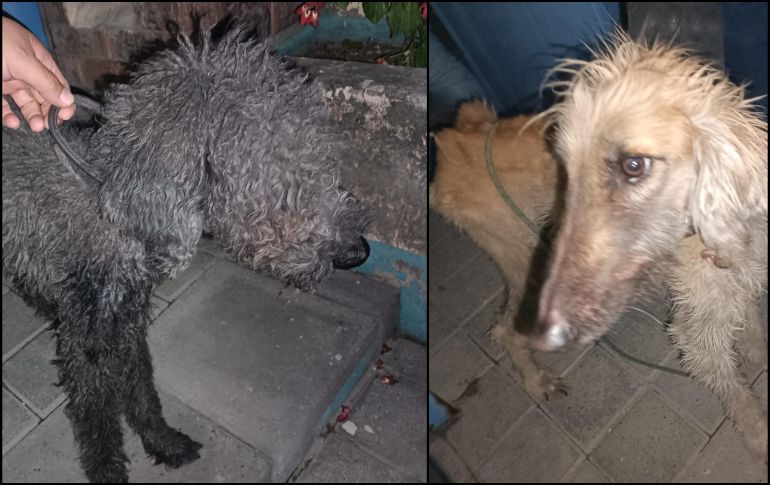 Agentes de seguridad rescataron a dos perros de un domicilio tras una denuncia por crueldad animal. ESPECIAL