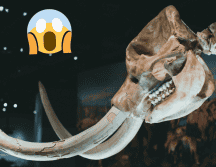 Existía la idea de que los humanos llegaron y acabaron con todo muy rápidamente. Pexels