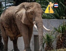 Una turista recibió un ataque letal de un elefante en Tailandia. SUN / ARCHIVO