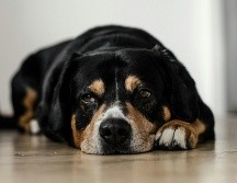 A pesar de los avances en la medicina veterinaria, no siempre es posible garantizar que los tratamientos logren mejorar su estado de salud o evitarles sufrimiento prolongado. UNSPLASH / DOMINIK QN
