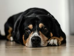 A pesar de los avances en la medicina veterinaria, no siempre es posible garantizar que los tratamientos logren mejorar su estado de salud o evitarles sufrimiento prolongado. UNSPLASH / DOMINIK QN
