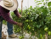 Los agricultores mexicanos y estadounidenses estarán entre los primeros afectados por los aranceles, al aumentar el costo de lo que producen. EFE/Archivo
