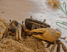 Este planteamiento ético se extiende más allá de los crustáceos, abarcando también a otros animales marinos, como calamares, almejas y mejillones. SUN / ARCHIVO