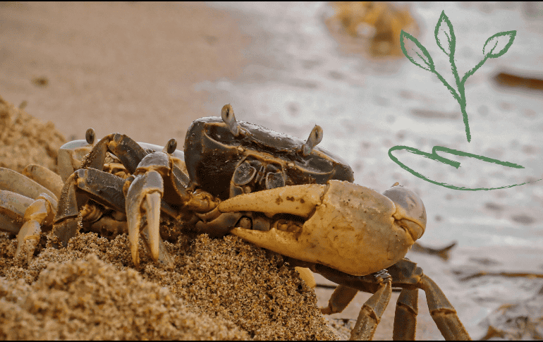 Este planteamiento ético se extiende más allá de los crustáceos, abarcando también a otros animales marinos, como calamares, almejas y mejillones. SUN / ARCHIVO