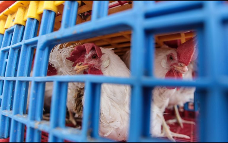 Según los CDC, las personas mayores de 65 años tienen un mayor riesgo de desarrollar complicaciones graves por gripe aviar. EL INFORMADOR/ARCHIVO.