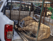 Con apoyo de integrantes de la Procuraduría Federal de Protección al Ambiente (PROFEPA), se aseguró a un león macho. CORTESÍA.