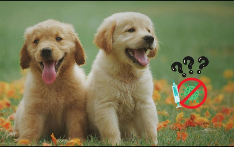 Lo más importante para garantizar una buena calidad de vida a un perro es no solo su raza, sino su bienestar integral.ESPECIAL/Pexels y Canva