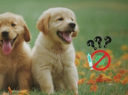 Lo más importante para garantizar una buena calidad de vida a un perro es no solo su raza, sino su bienestar integral.ESPECIAL/Pexels y Canva