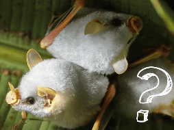 La prevención de las zoonosis requiere comprender su dinámica y reducir los riesgos asociados con el contacto entre humanos y animales. EFE / ARCHIVO