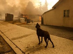 Annie Harvilicz, de 47 años, abrió su casa y un hospital de mascotas vacío a más de 40 perros y gatos. EFE/ C. BREHMAN.
