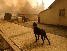 Annie Harvilicz, de 47 años, abrió su casa y un hospital de mascotas vacío a más de 40 perros y gatos. EFE/ C. BREHMAN.