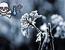 ¡Toma nota y evita que tus plantas mueran de frío! ESPECIAL / UNSPLASH Alexander Sinn