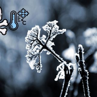 ¿Cómo se pueden cuidar las plantas en época de invierno?