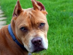 Acá te ofrecemos algunos consejos y tendencias actuales para nombrar a tu pitbull macho. Pixabay.