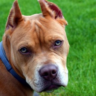 Estos son los nombres más originales para perros pitbull