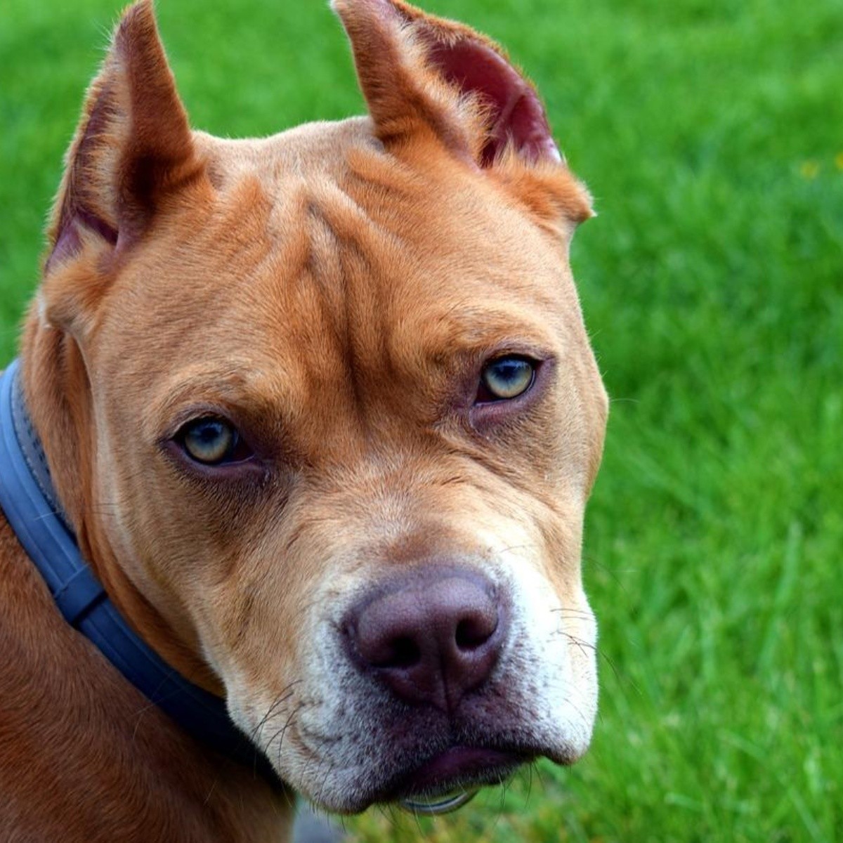 cual es el nombre propio de un pitbull