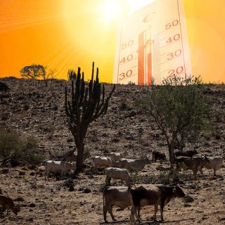 Clima: La OMM revela que 2024 fue el año más cálido jamás registrado