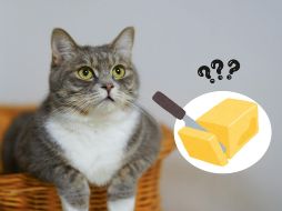 Para mantener a los gatos saludables, es mejor evitar darles mantequilla y optar por una dieta adecuada que promueva su bienestar general.ESPECIAL/Pexels y Canva