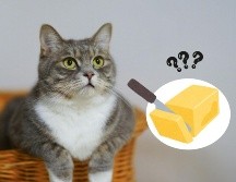 Para mantener a los gatos saludables, es mejor evitar darles mantequilla y optar por una dieta adecuada que promueva su bienestar general.ESPECIAL/Pexels y Canva