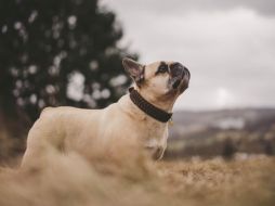 El cuidado de los perros es una responsabilidad que va más allá de cubrir sus necesidades básicas, pues también implica garantizar su bienestar y calidad de vida. Pixabay