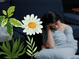 Estas hierbas medicinales ayudan a bajar los niveles de ansiedad y mejorar el sueño. CANVA/ ESPECIAL