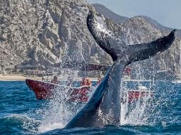 Disfruta de la temporada de ballenas en México