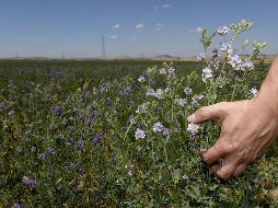 Desde el Departamento de Salud y Servicios Humanos de Estados Unidos precisan que la alfalfa es fuente de calcio, potasio, fósforo, hierro y vitaminas A, C, E y K.  EFE / ARCHIVO